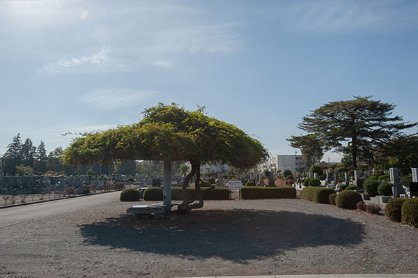 西教寺墓地 画像